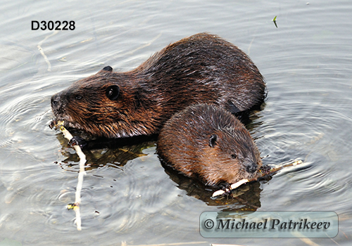 North American Beaver (Castor canadensis)
